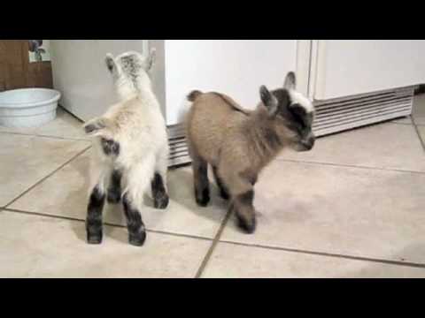 Pygmy Goats Charlie and Lily