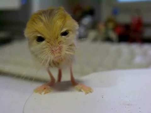 pygmy jerboa　体重測定