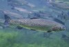  Trout - Rainbow Trout (Oncorhynchus mykiss) /aaeh 