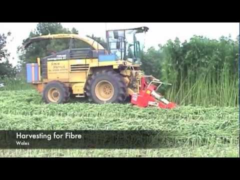 Welcome to the Hemp Farm