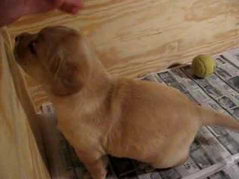 Yellow Lab Puppy