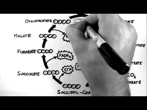 Cellular Respiration 3 - TCA Cycle (Krebs Cycle)