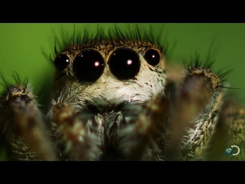 Spider Mesmerizes His Date | North America