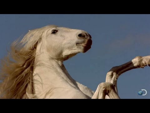 Filming the Fighting Mustangs | North America