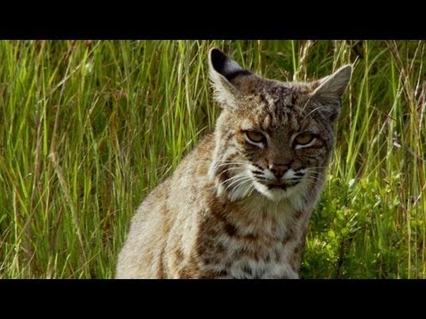 Bobcat Stalks a Pocket Gopher | North America