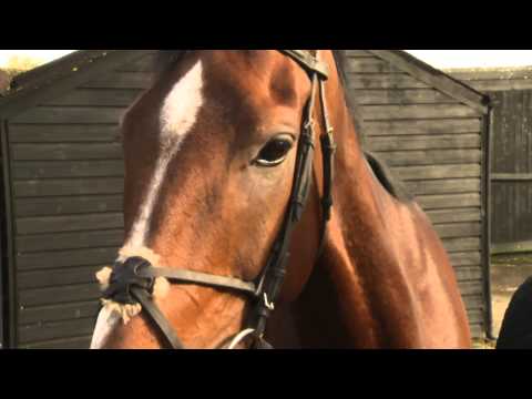 Paul Nicholls - Betfair Chase Meeting Runners