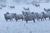 Calves sheep during very cold weather and snow in the Central Tablelands near Jenolan Caves.