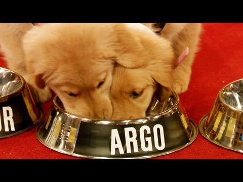 If Puppies Could Vote: 2013 Oscars