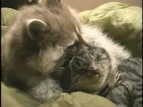 Raccoon and Cat Playing