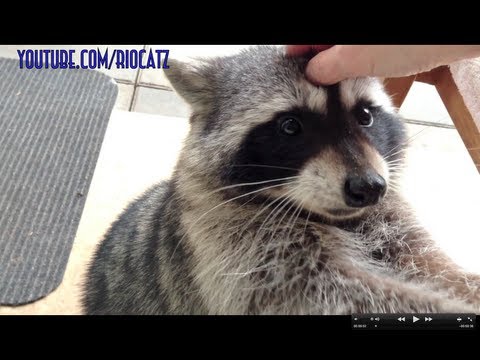 Fred the Friendly Raccoon - Part 1