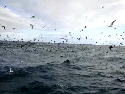 Cape Town Pelagic 25 June 2011