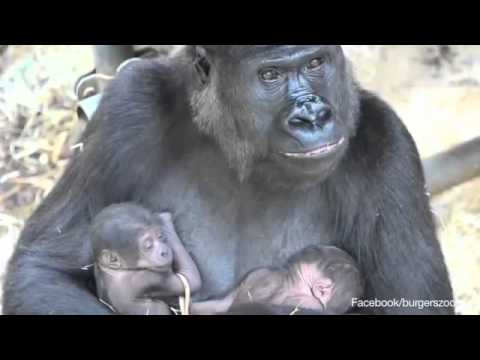 Gorilla Gives Birth to Twin Babies at Netherlands Zoo