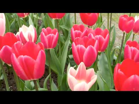 Travel Guide - Holland Travel_ Tulip Bike Tour- The Netherlands