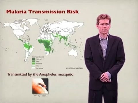 Joseph DeRisi (UCSF) Part 1: Malaria: The disease and parasites