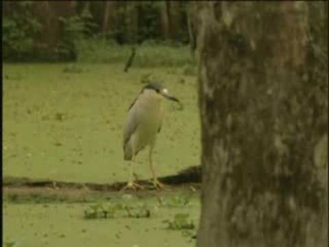 Louisiana - Swamp Tour - Travel Doc