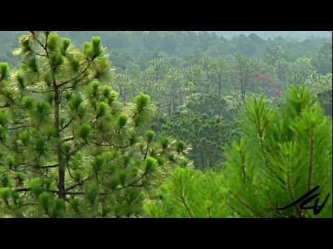 Louisiana Travel and Tourism - YouTube HD