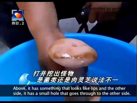 China news confuses rubber vagina/anus for special mushroom (SUBTITLED)