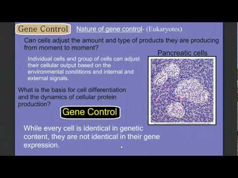 Gene Control Part 1: Eukaryotes