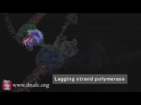 Mechanism of DNA Replication (Advanced)