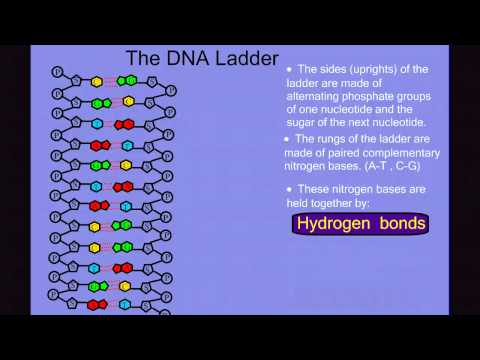 DNA Structure