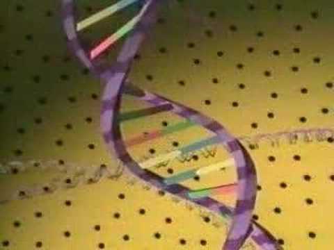 DNA Structure