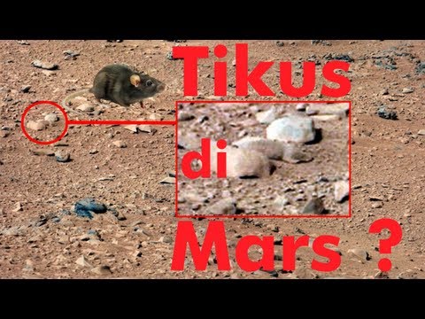 Tikus di Planet Mars? Misteri!