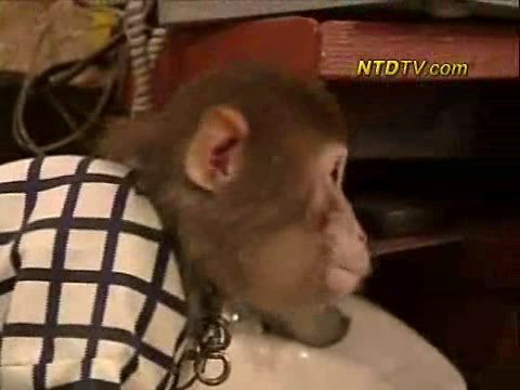 Monkey Business: Monkeys as Waiters in Japan