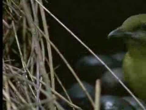 David Attenborough - Animal behaviour of the Australian bowerbird - BBC wildlife