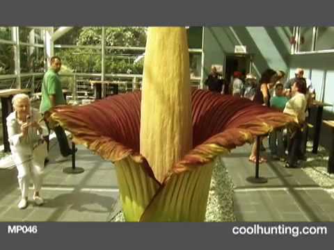 Amorphophallus Titanum