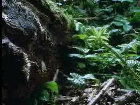 Fantastic nature photography of plant growth of brambles - The Private Life of Plants - David Attenborough - BBC wildlife