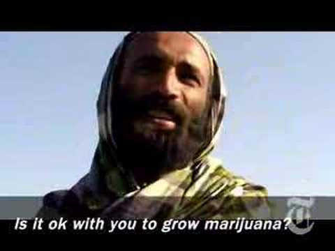 Afghanistan's New Cash Crop