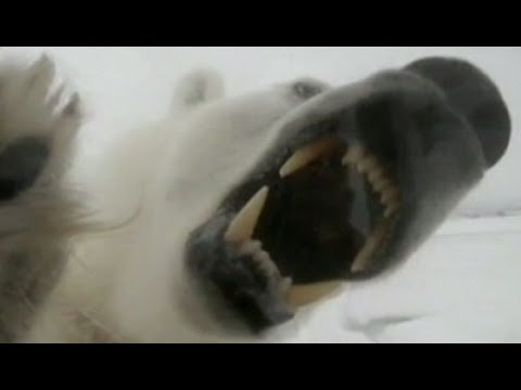 Polar Bear Attack Video 2013: Maine Lawyer Attacked by Polar Bear