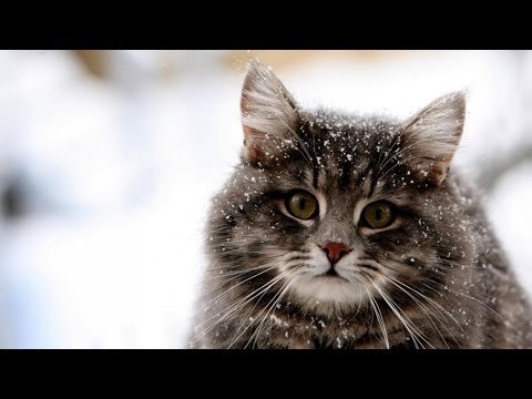 Funny Cats Compilation | January 2014 - PART 2