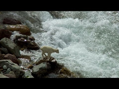 Baby Mountain Goat Braves Rapids | North America