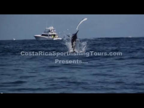 Costa Rica Sport fishing Marlin chasing   a Dorado