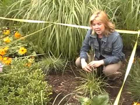 How To Create A Rain Garden In Your Yard with Senga Landscape Architect