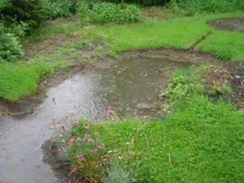 Permaculture Raingarden - I