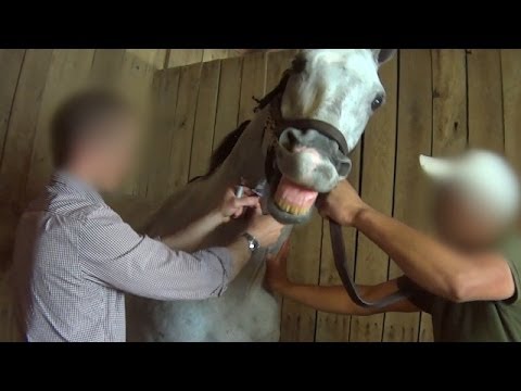 Horse Racing Exposed: Drugs and Death