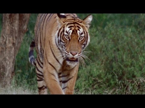 Pure Nature Specials - Tigers Fighting Back