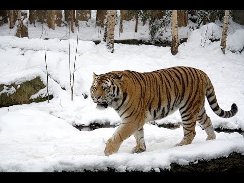 Siberian Tiger documentary