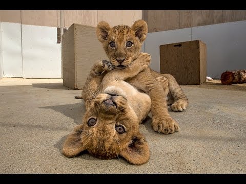 San Diego Zoo Kids - Lion Cubs