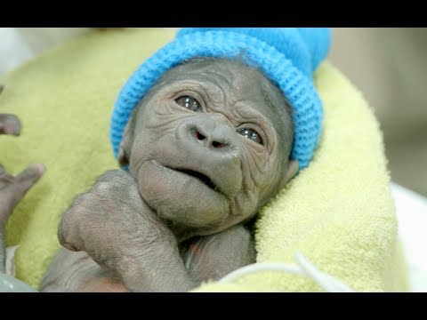 Baby Gorilla Born By Rare C-Section at San Diego Zoo Safari Park