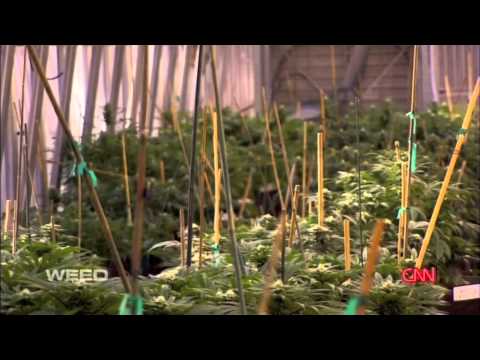 Dr Sanjay Gupta - Marijuana and Charlotte's Web