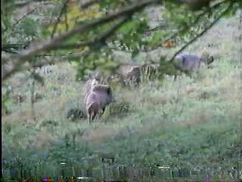 Two Wolves Attack Wild Boar