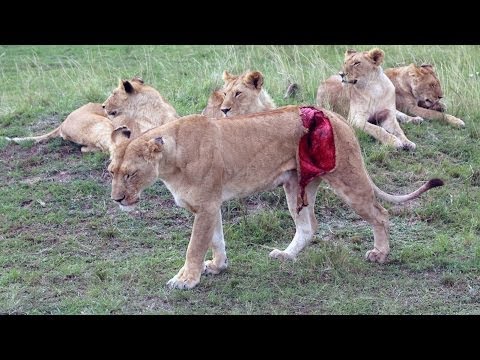 Graphic Footage of Lioness Mauled by Buffalo