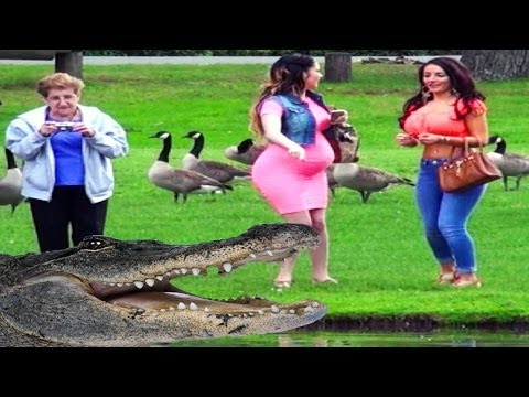 Remote Control Alligator Prank