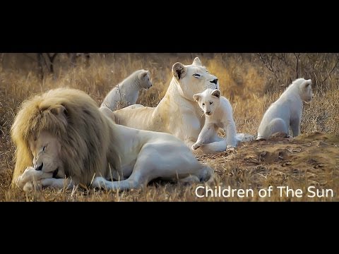 Royal Family - White Lions