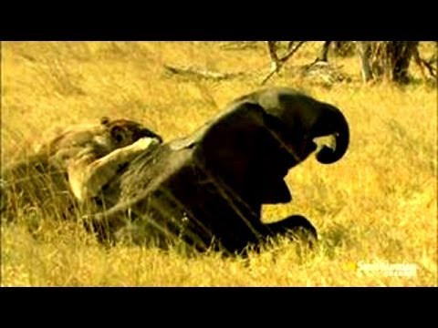 Lions Documentary National Geographic - The Power of the Lion