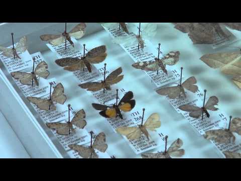 Why Science? Lepidoptera Research