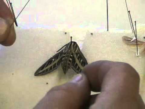 Spreading Lepidoptera (Butterflies & Moths)